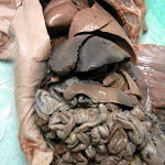 fetal_pig_spleen02.JPG