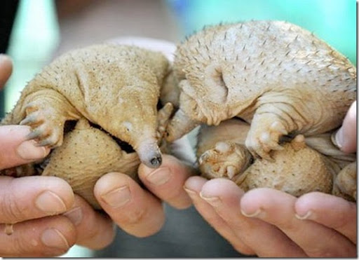 half-shaved-animals-22_thumb.jpg