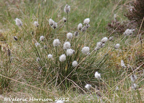 [41-hares-tail-cotton-grass%255B2%255D.jpg]