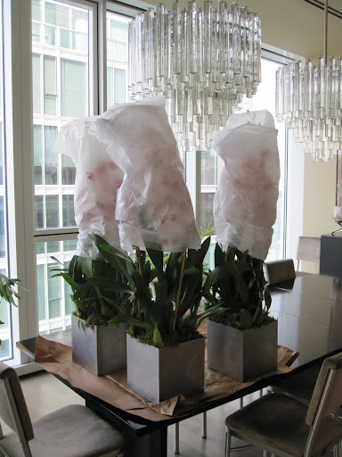 New arrangements have arrived from Folage Garden!