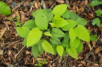 Japanese Knotweed