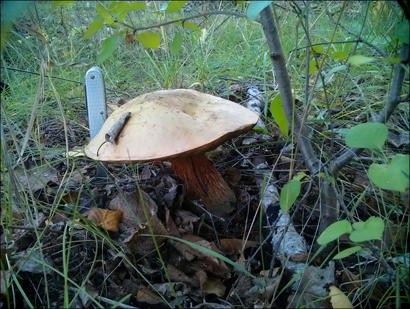 IMAG0191.jpg