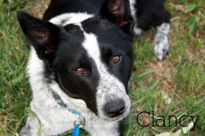[clancy2%255B4%255D.jpg]