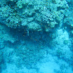 Under Sea in Egypt July 2008 503.JPG