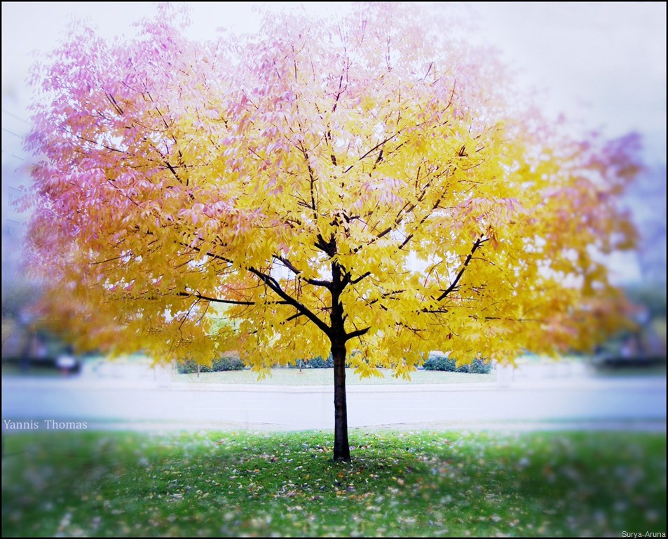 [a_tree_made_of_dreams_by_ishmakey-d3%255B1%255D.jpg]