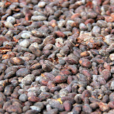 Cocoa Beans Drying In The Tropical Sun - St. George's, Grenada