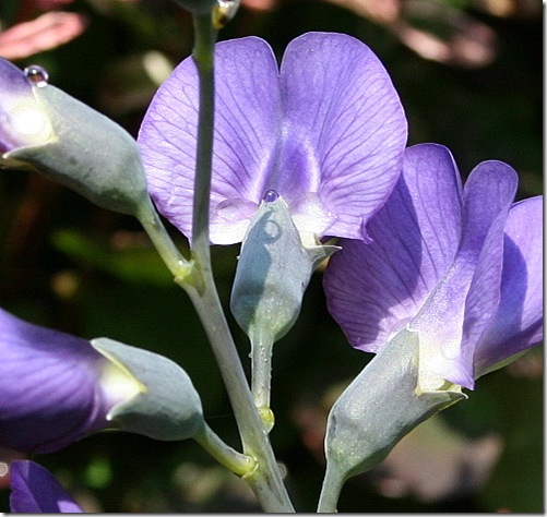 garden-baptisia-june08