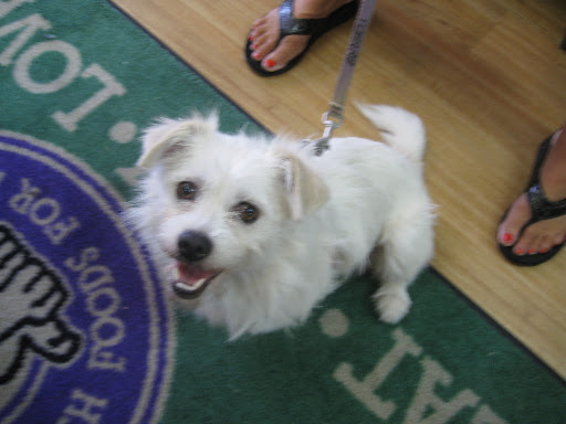 Party guests included other rescued pooches like terrier mix Molly- she was in a similar situation at one time. Party guests included other rescued pooches like terrier mix Molly- she was in a similar situation at one time.