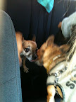 Chihuahuas of Leisure