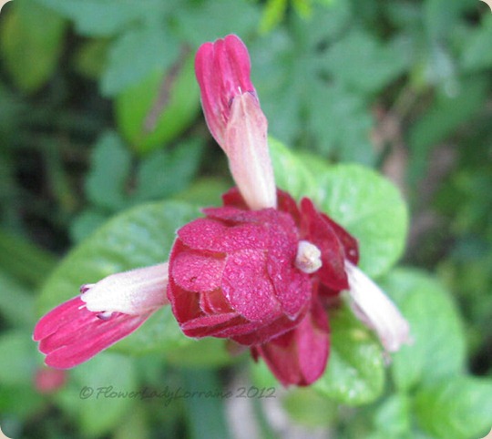 10-20-shrimp-plant