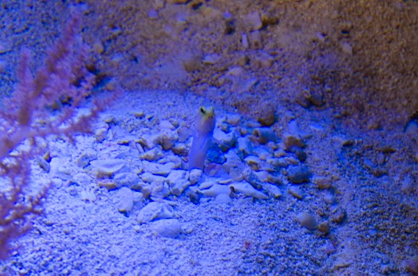 [DSC_0036%255B4%255D.jpg]