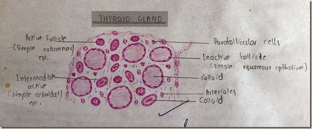 Thyroid Gland high resolution histology diagram