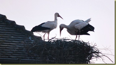 2012-03 Munster Stork Cradle