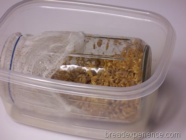 [sprouted-emmer-bread%2520004%255B1%255D.jpg]