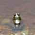 Green%252520frog%2525201