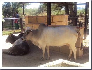 zoo 13