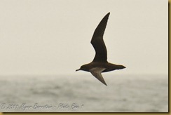 Sooty Shearwater MSB_7279 NIKON D300S June 12, 2011