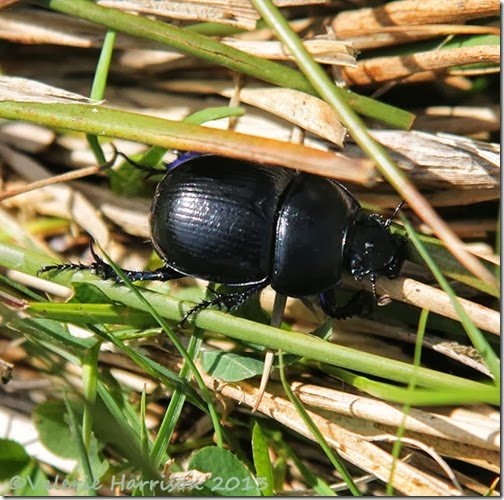 11-dor-beetle