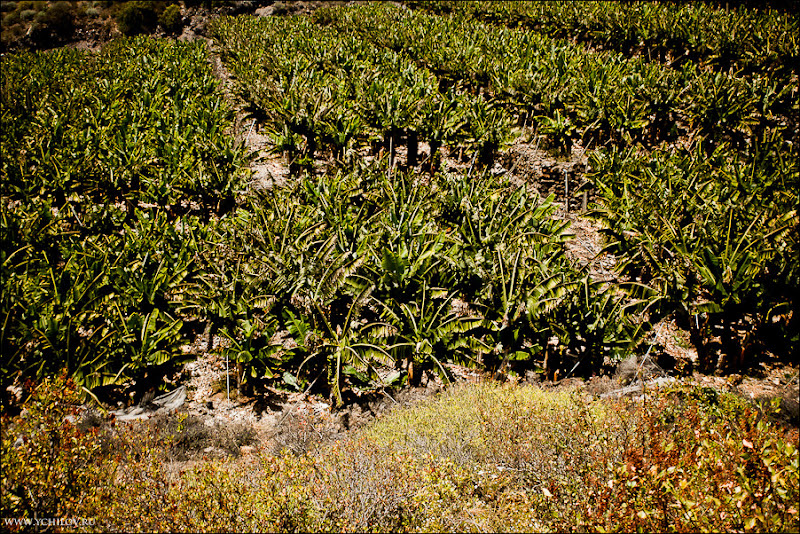 005 www.ychilov.ru foto tenerife.jpg