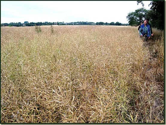 Cheshire crops leave no room for footpaths