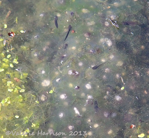 [frogspawn%255B2%255D.jpg]