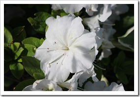 IMG_2904 IMG_2904