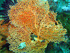  Koh Lipe Resimleri Fotoğrafları