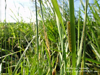 zmrocznik wilczomleczek