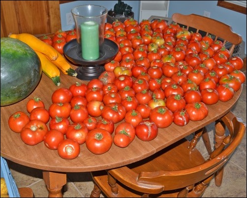 tomatoes