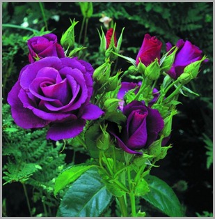 rosas-purpura