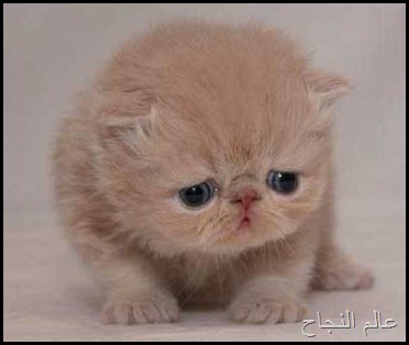 قطة صغيرة قطة صغيرة
