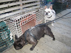 Silly Sharkey, remember the lobsters Pierre cooked last night?  Well, these cages smell just like those crustaceans.  This is Stewman's Lobster Pound and these are lobster traps.