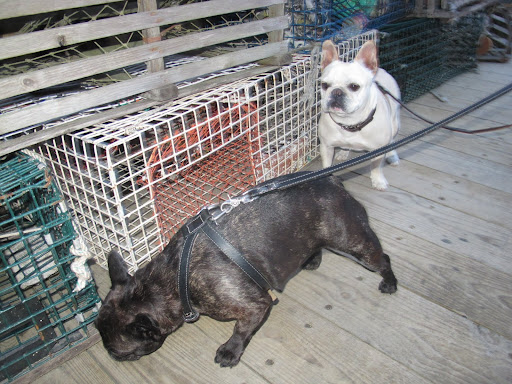 Silly Sharkey, remember the lobsters Pierre cooked last night?  Well, these cages smell just like those crustaceans.  This is Stewman's Lobster Pound and these are lobster traps.