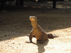 Komodo dragon at Rinca island Komodo dragon at Rinca island