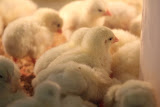 IMG_8615.JPG