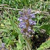 Orobanchaceae%252520sp.%25252c%252520aghdzq%25252c%2525202012.05.17%252520%25252801%252529