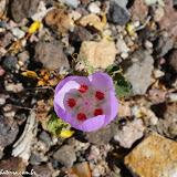 Flores do deserto -  Death Valley NP - Califórnia, EUA