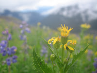 Wildflowers on the Heliotrope trail.