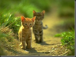 Its-My-facebook_wallpaper