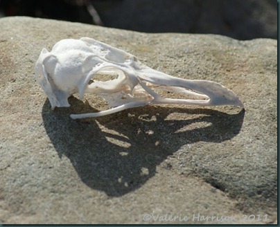 19-gull-skull