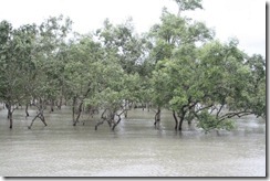 sundarban