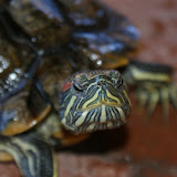 Turtle pictures