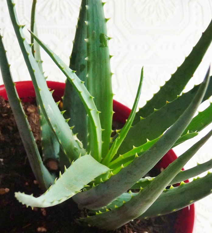 [plants-0075.jpg]