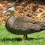 Duck in the Park - Adelaide, Australia