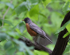 Beautiful American Robin