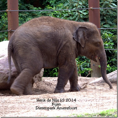 Kyan Kyan - Dierenpark Amersfoort