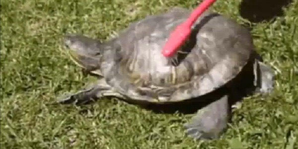 Gifs animados com sons ficam muito mais legais #4 Gifs animados com sons ficam muito mais legais #4