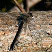 DSC_7226.jpg
