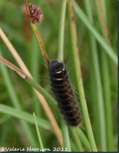 22-fox-moth-caterpillar