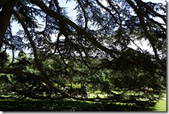 Lebanese Cedar in the Schlosspark Bad Homburg
